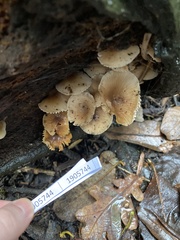 Mycena