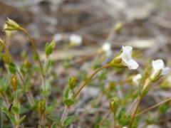 Mitrasacme pilosa stuartii