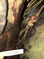 Stylommatophora