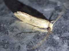 Edosa ochracea