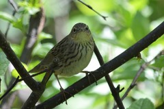 Locustella lanceolata