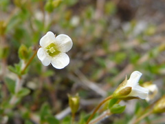 Mitrasacme pilosa stuartii