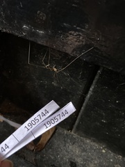 Phalangioidea
