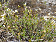 Mitrasacme pilosa stuartii