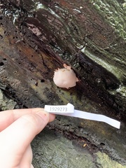 Fungi