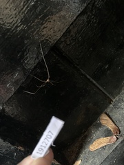 Phalangioidea