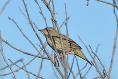 Locustella lanceolata