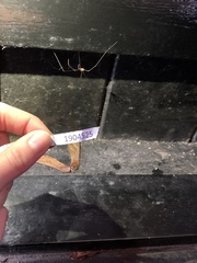 Phalangioidea