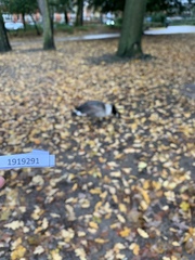 Branta canadensis