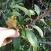 Chrysolepis chrysophylla chrysophylla - Photo no hay derechos reservados, subido por rockybajada