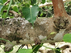 Ficus religiosa