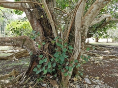 Ficus religiosa