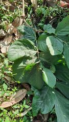 Bridelia sikkimensis