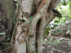 Ficus religiosa