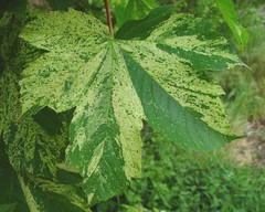 Acer pseudoplatanus