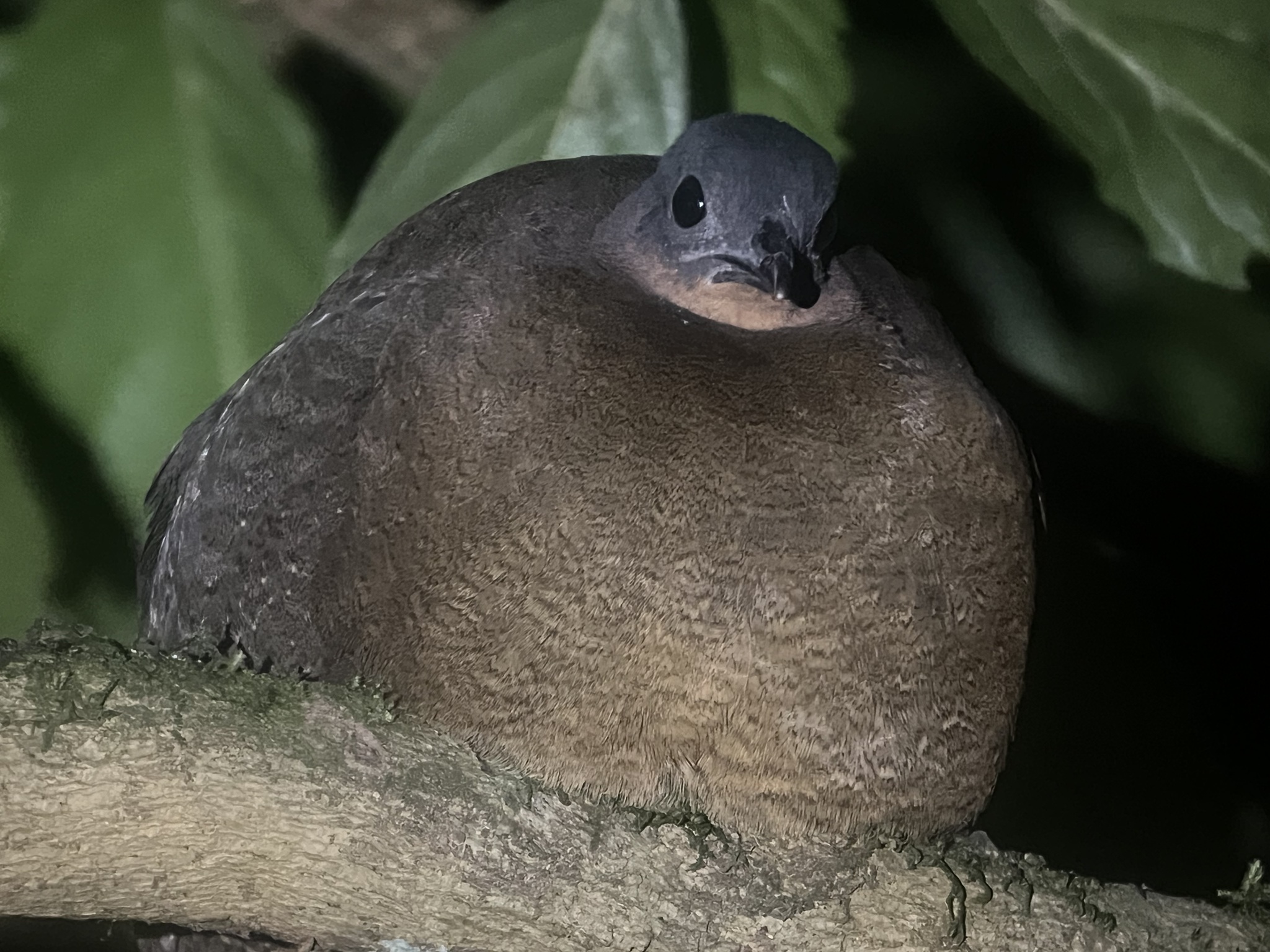 Highland Tinamou (Nothocercus bonapartei), photo 1