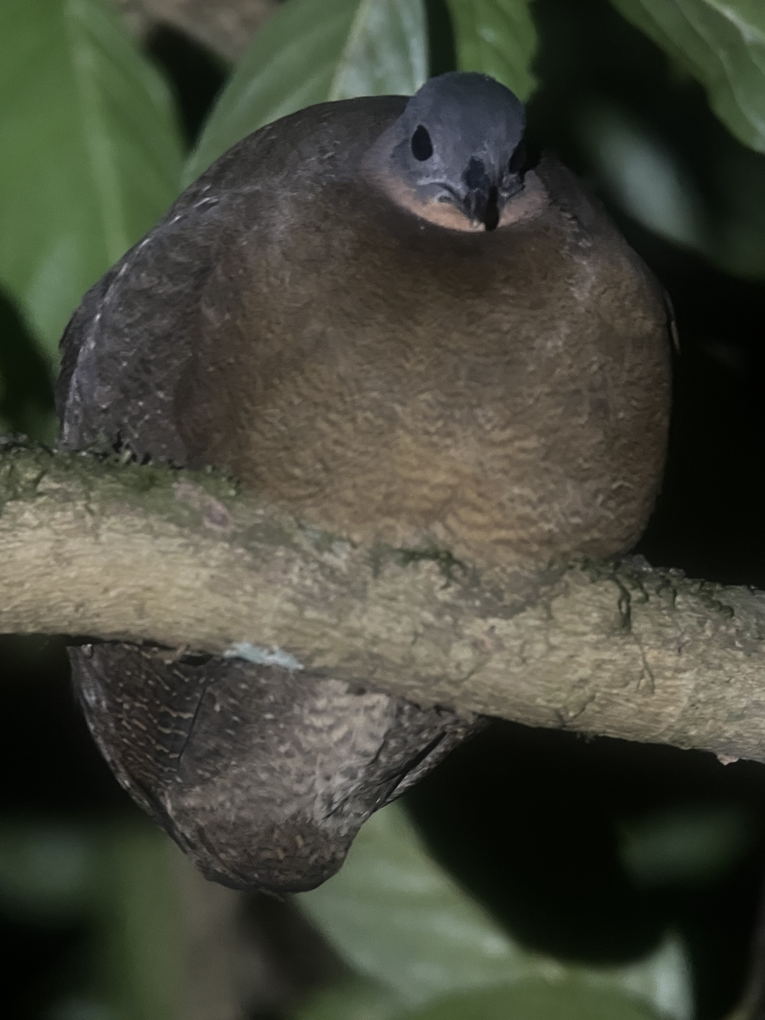 Highland Tinamou (Nothocercus bonapartei), photo 2
