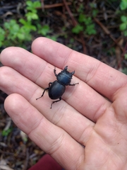 Apterodorcus bacchus