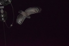 Bubo