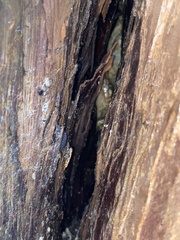 Stylommatophora
