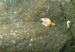 Pterochelus triformis