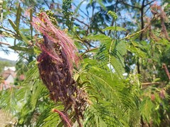Calliandra houstoniana calothyrsus