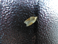 Acleris laterana