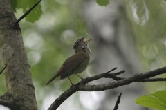 Helopsaltes fasciolatus