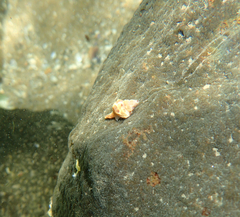 Pterochelus triformis