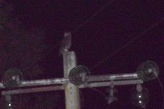 Bubo