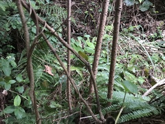 Sambucus sieboldiana