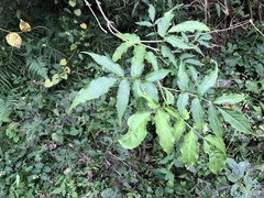 Sambucus sieboldiana
