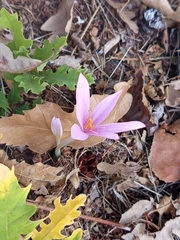 Colchicum multiflorum