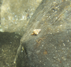 Pterochelus triformis