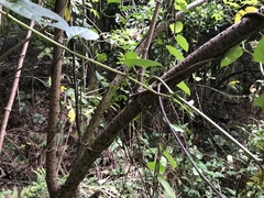 Sambucus sieboldiana