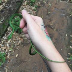 Philothamnus natalensis