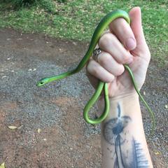 Philothamnus natalensis