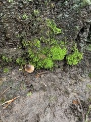 Barbula unguiculata