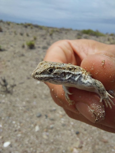 Boulenger's Tree Iguana, Liolaemus boulengeri