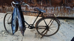 Acanthocybium solandri