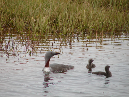 Red-throated Loon