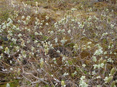 Lagopus muta islandorum