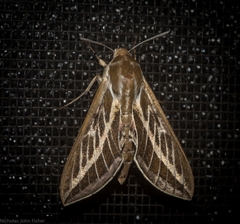Hyles livornicoides