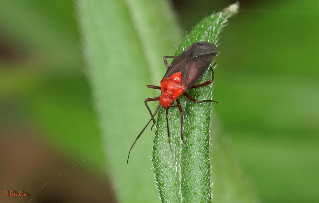 Capsodes bicolor