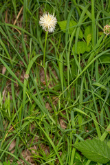 Centaurea dichroantha