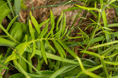 Centaurea dichroantha