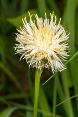 Centaurea dichroantha