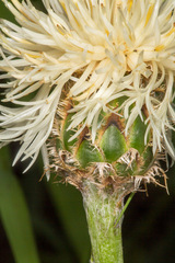 Centaurea dichroantha