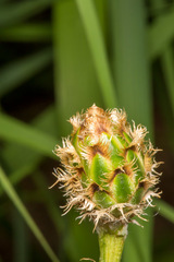 Centaurea dichroantha