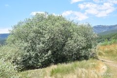 Salix salviifolia
